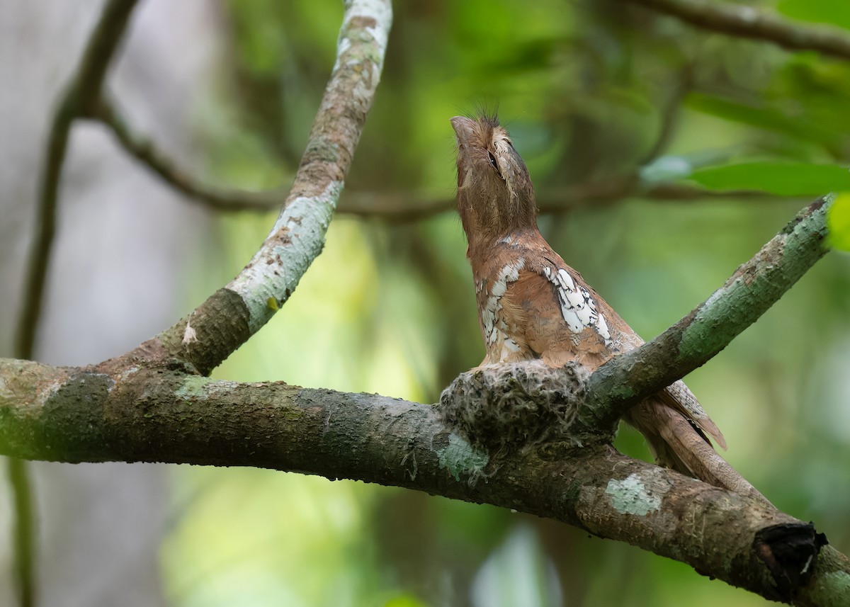 Blyth's Frogmouth (Indochinese) - ML586893741