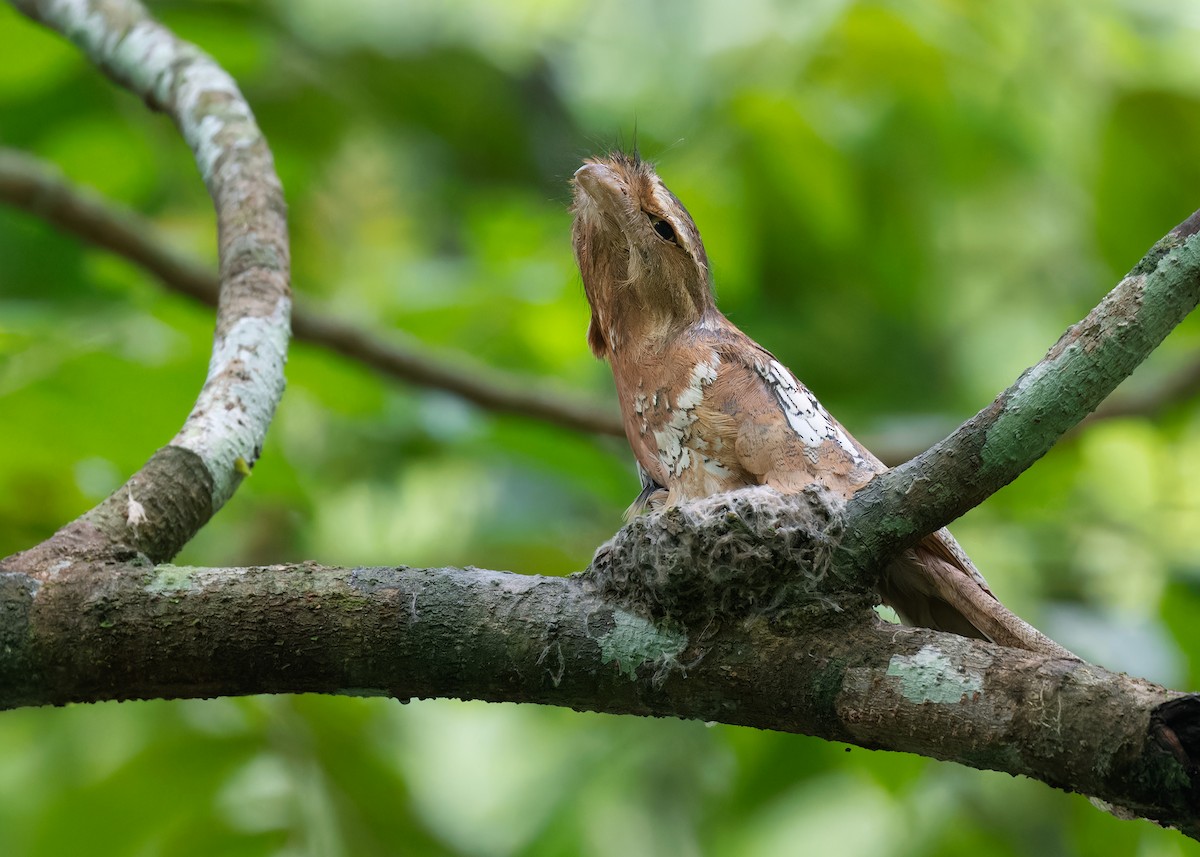 Blyth's Frogmouth (Indochinese) - ML586893751