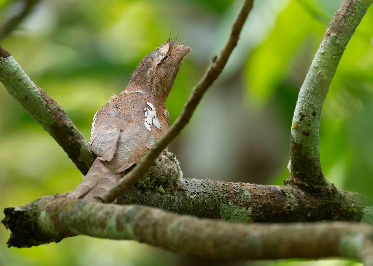 Blyth's Frogmouth (Indochinese) - ML586893821
