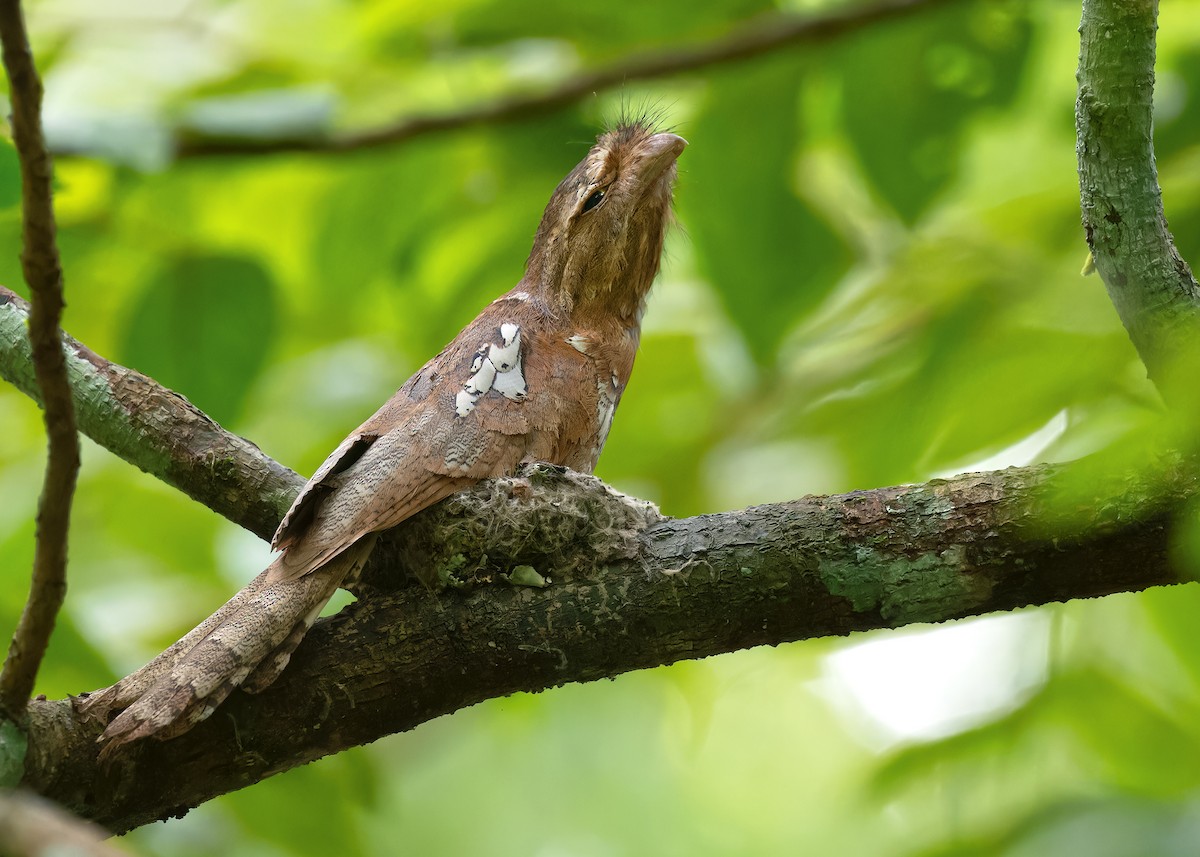 Blyth's Frogmouth (Indochinese) - ML586893831