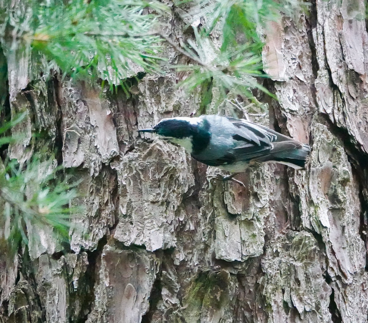 White-breasted Nuthatch - Dave Hart
