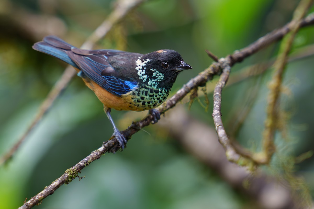 Spangle-cheeked Tanager - ML586899151