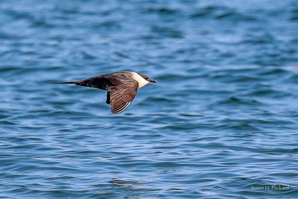 Long-tailed Jaeger - ML586899671