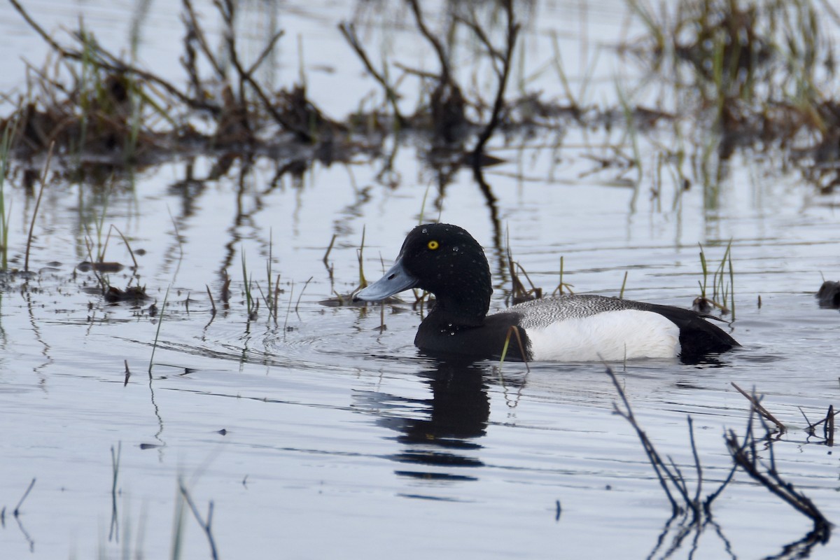 Greater Scaup - ML586901421
