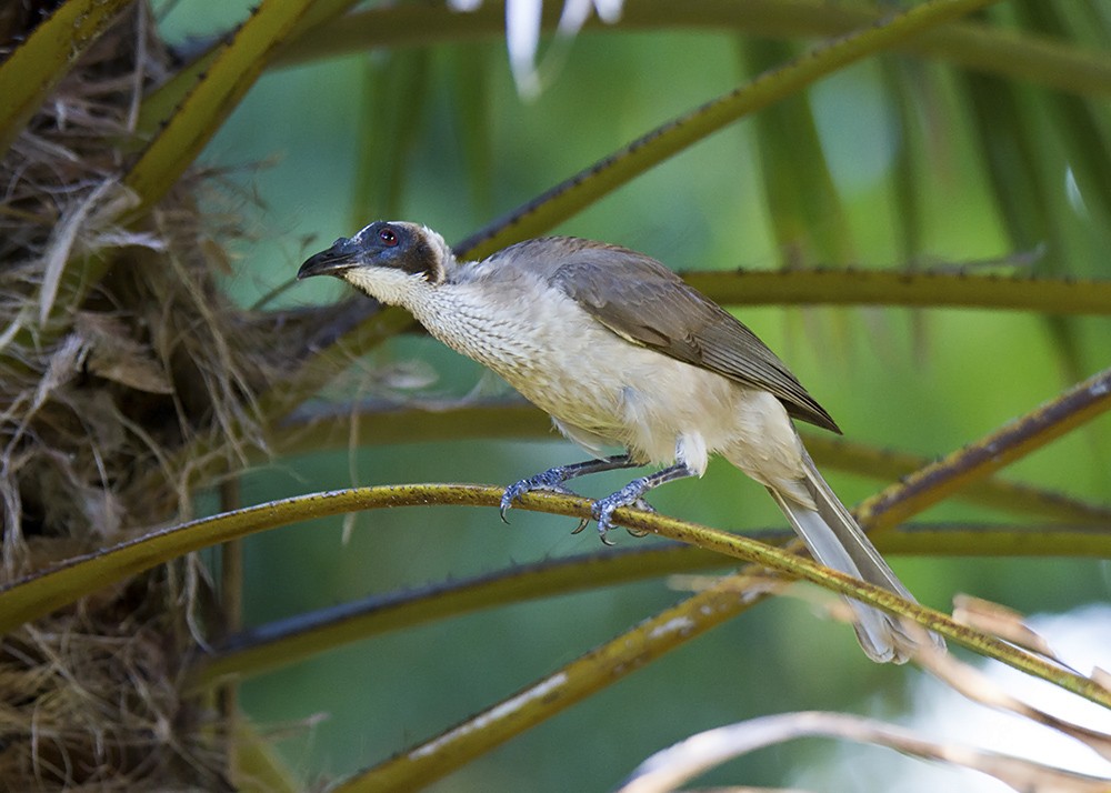Helmeted Friarbird (Arnhem Land) - Stephen Murray