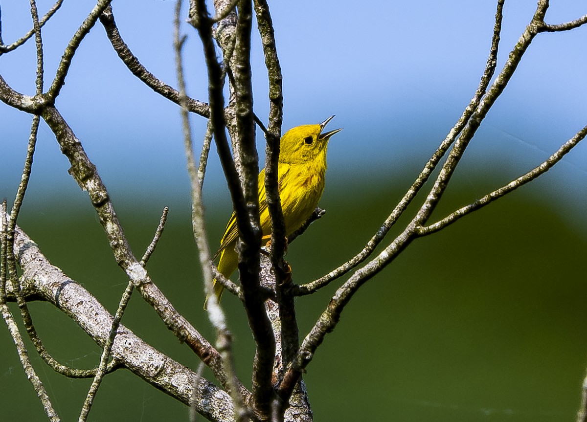 Yellow Warbler - ML586906841