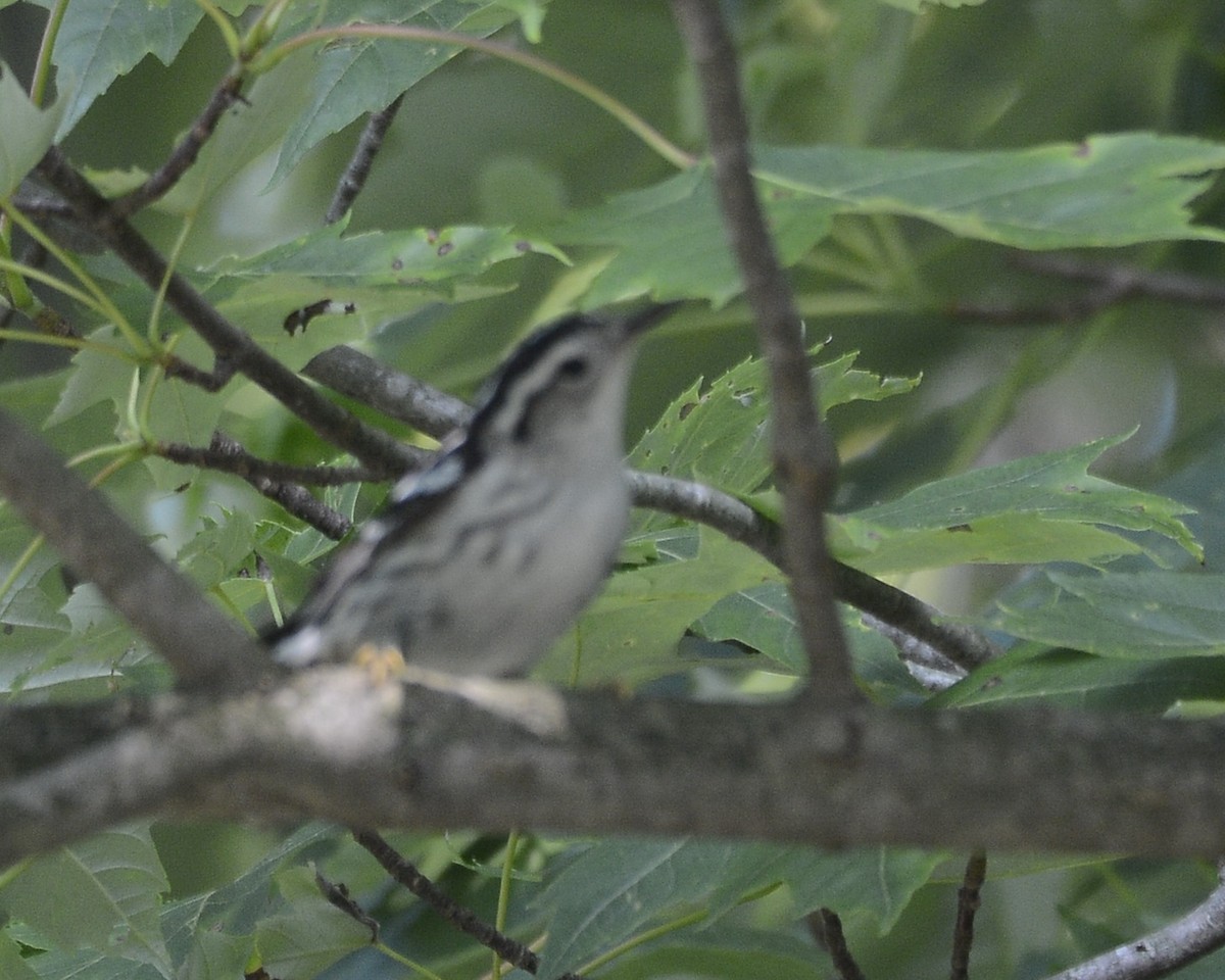 Black-and-white Warbler - ML586907111