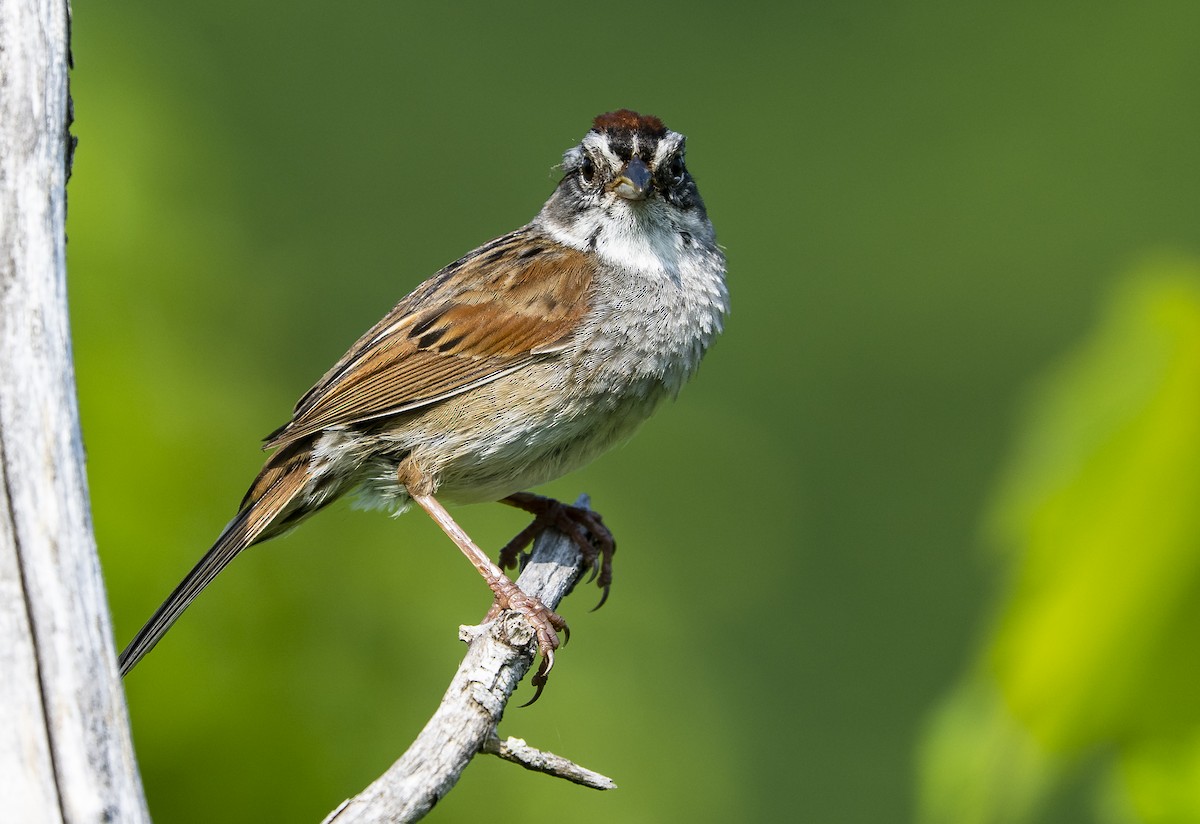 Swamp Sparrow - ML586907281