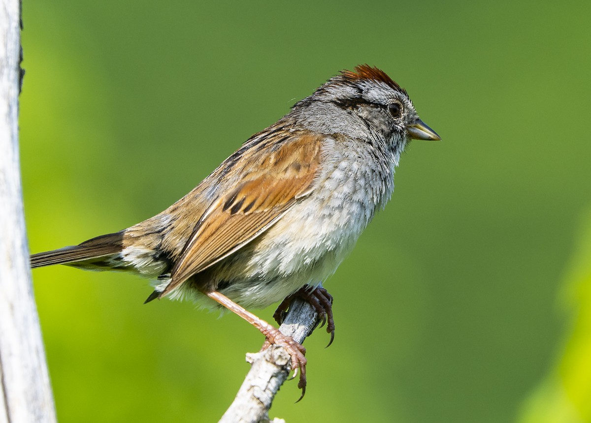 Swamp Sparrow - ML586907291