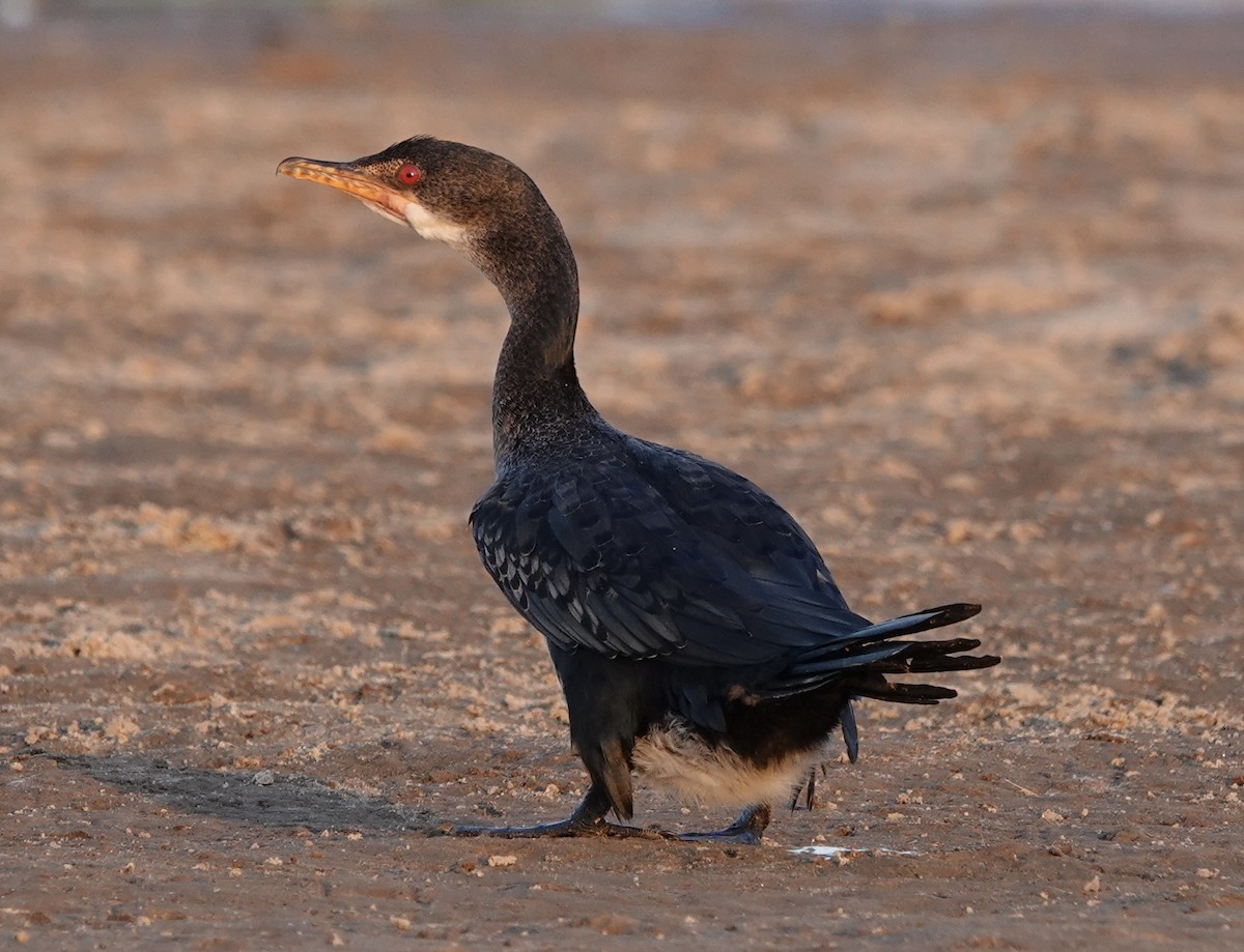 Long-tailed Cormorant - Howard Laidlaw