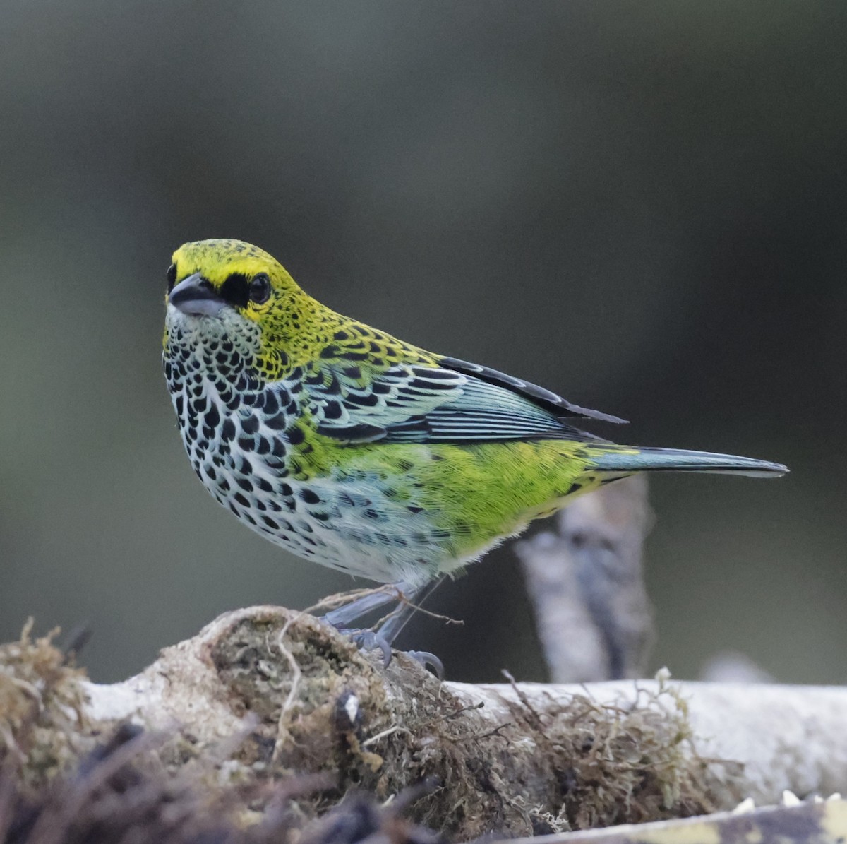 Speckled Tanager - ML586919811