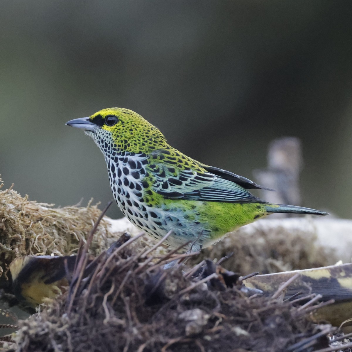 Speckled Tanager - ML586919821