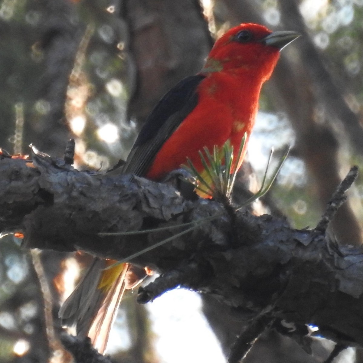 Scarlet Tanager - ML586929481