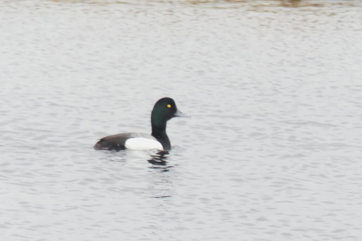 Greater Scaup - ML586930961