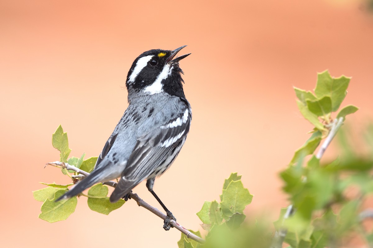 Black-throated Gray Warbler - Jonathan Irons
