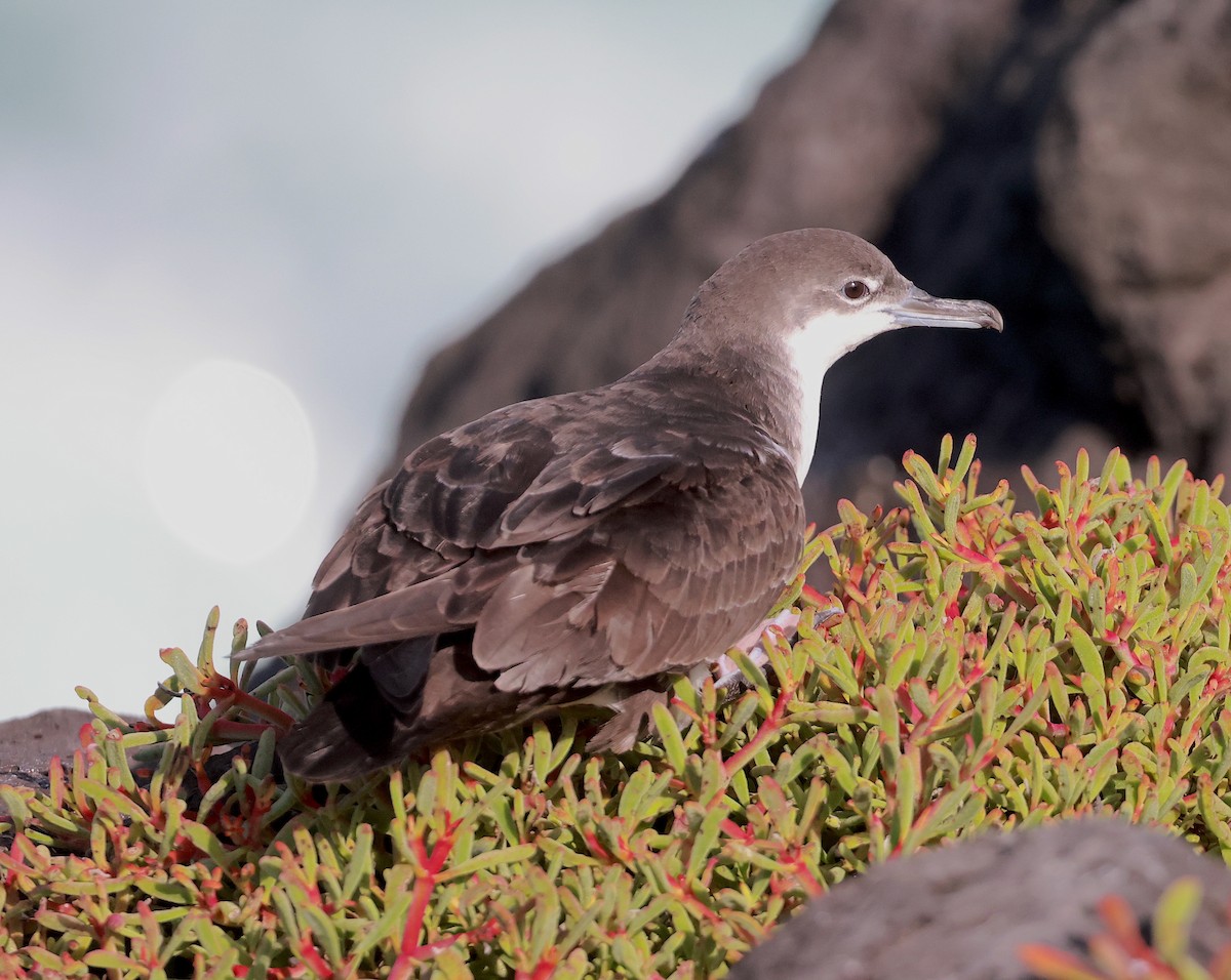 Galapagos Shearwater (Light-winged) - Mandy Talpas -Hawaii Bird Tours