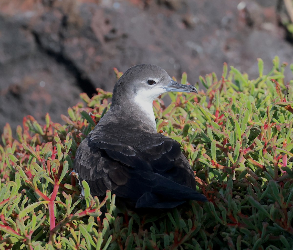 Puffin des Galapagos (forme à ailes pales) - ML586934481