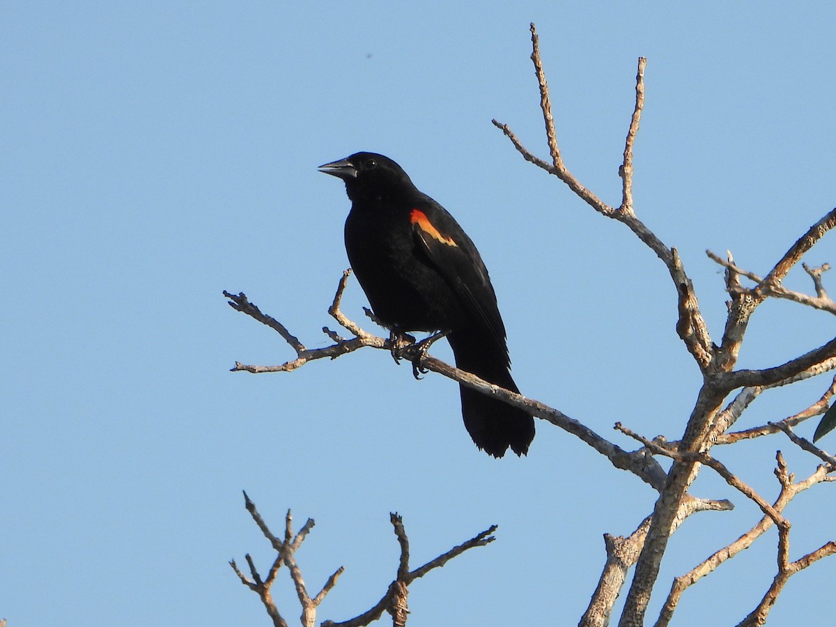 Red-shouldered Blackbird - ML586939981