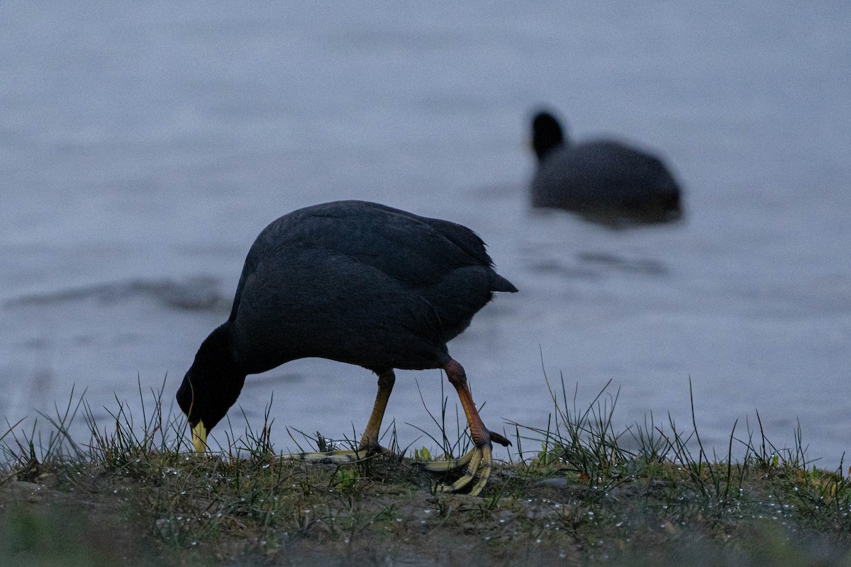 Red-gartered Coot - ML586944111