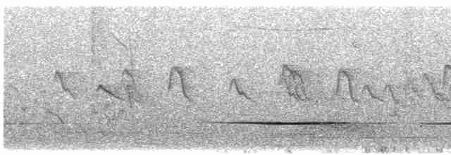 Чёрно-белая муния (nigriceps/woltersi) - ML586945401
