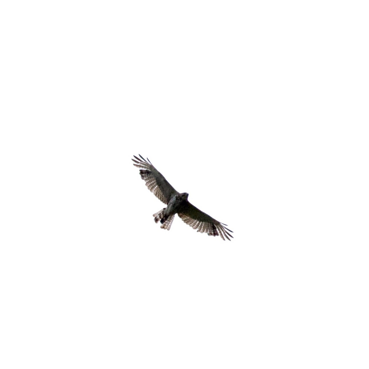 Broad-winged Hawk - ML586945471