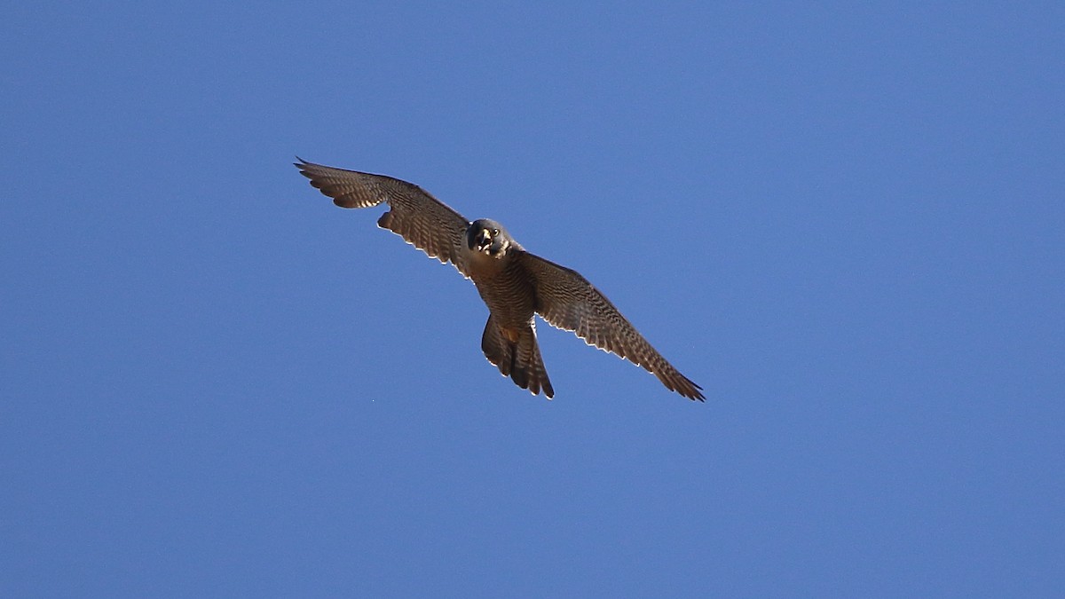 Peregrine Falcon (North American) - ML586945821