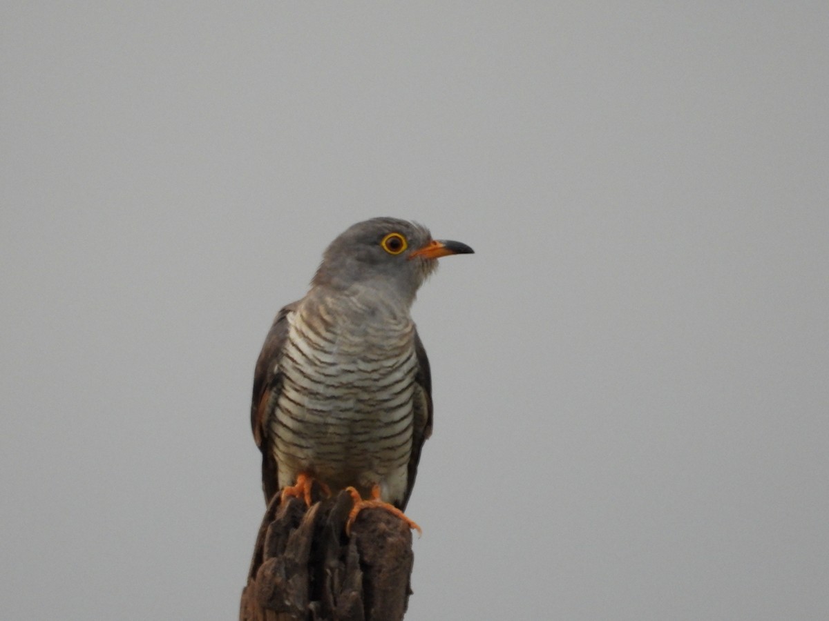 African Cuckoo - Kirk Doerger