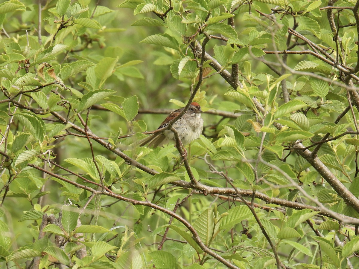 Swamp Sparrow - ML586947791