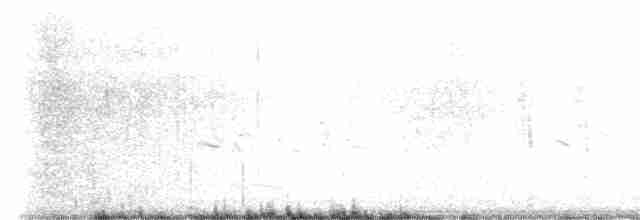 斑背潛鴨 - ML586948061