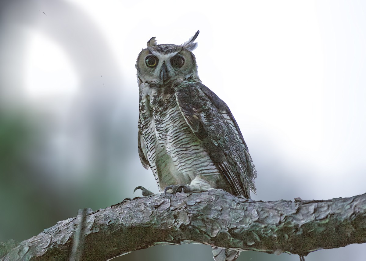 Great Horned Owl - ML586950481