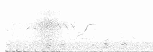 berneška malá (ssp. taverneri) - ML586950641