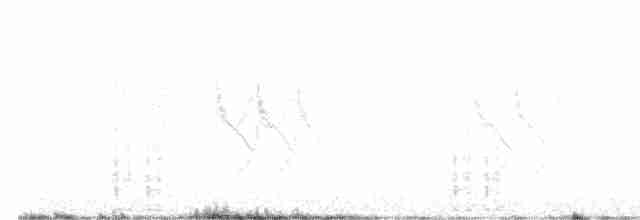 Sizerin blanchâtre - ML586952041