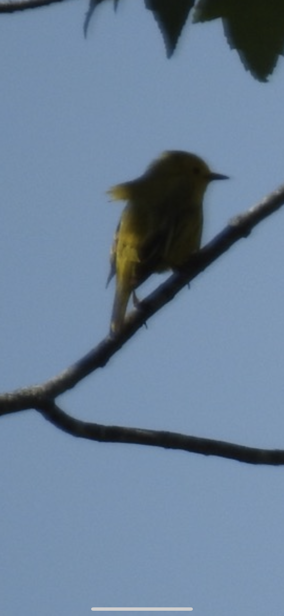 Yellow Warbler - ML586953591