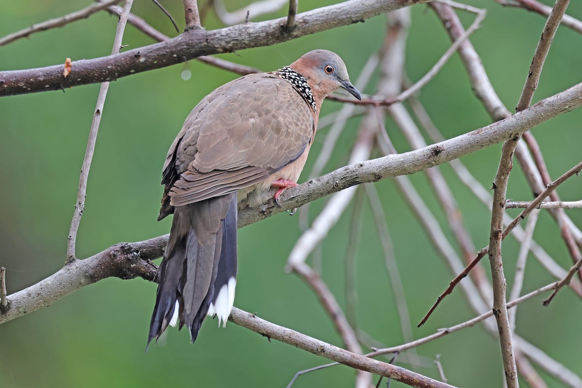 Spotted Dove - ML586954121