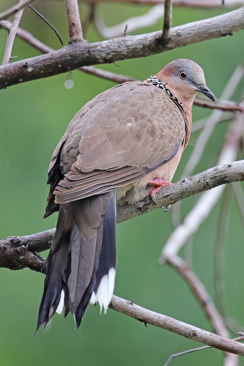 Spotted Dove - ML586954261