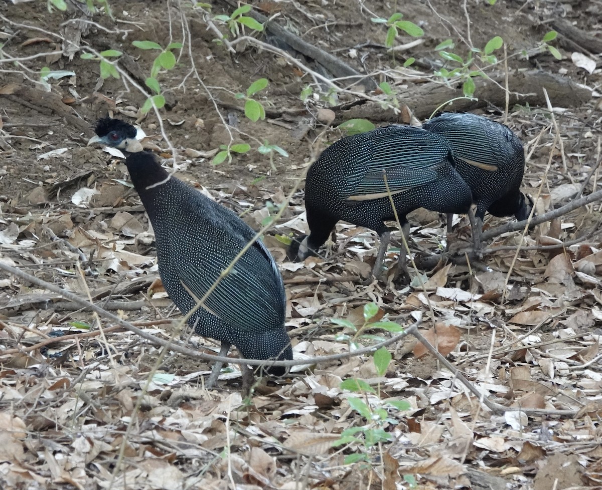 Southern Crested Guineafowl - ML586959441