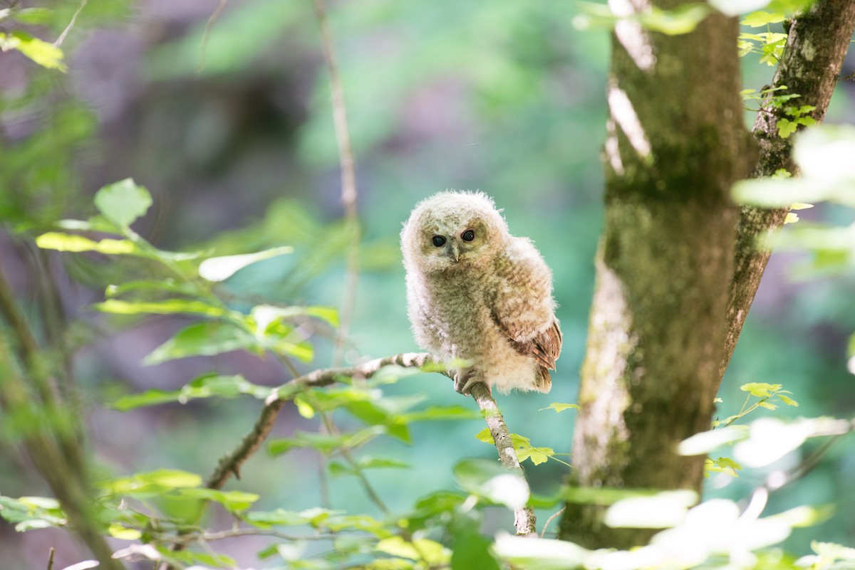 Tawny Owl - John C. Mittermeier