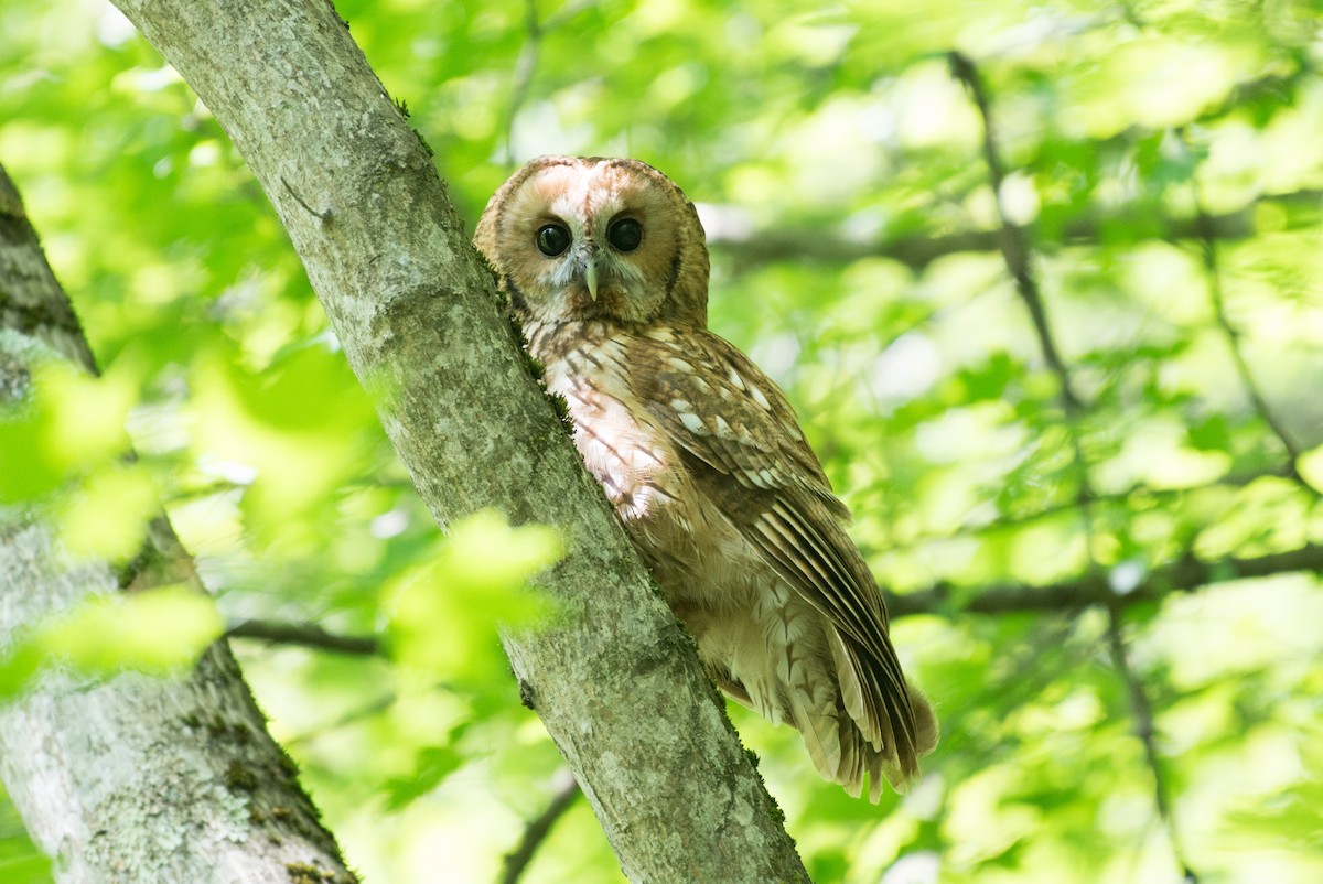 Tawny Owl - ML58696071