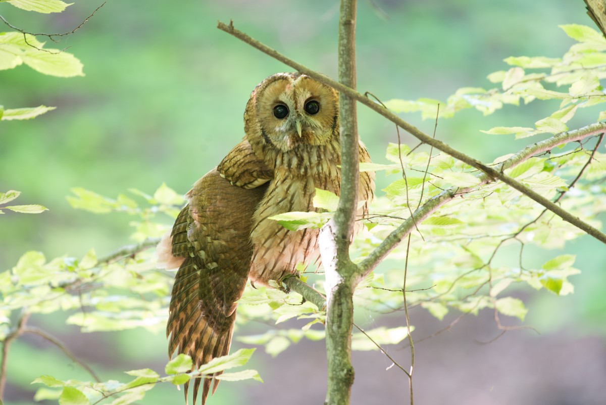 Tawny Owl - ML58696081