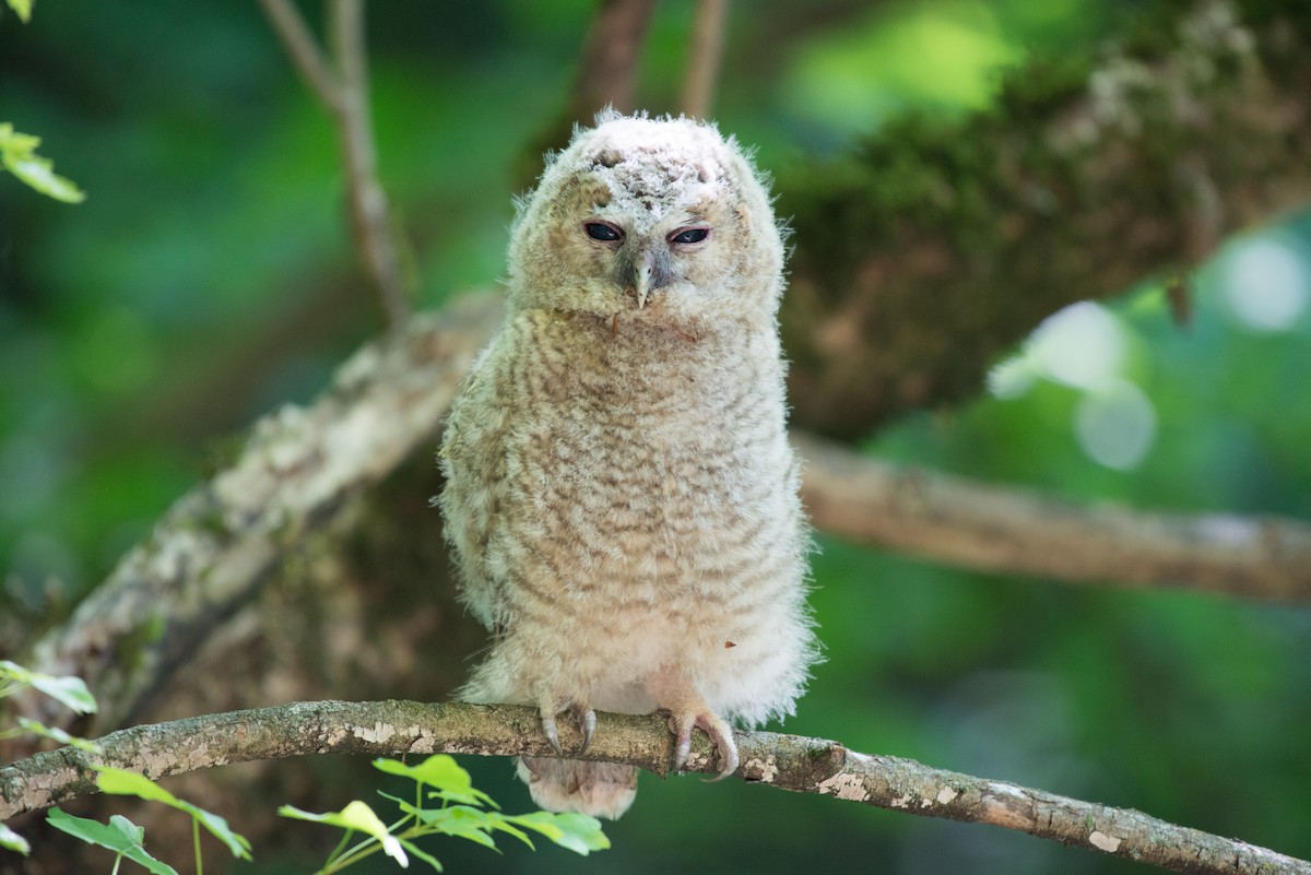 Tawny Owl - ML58696091