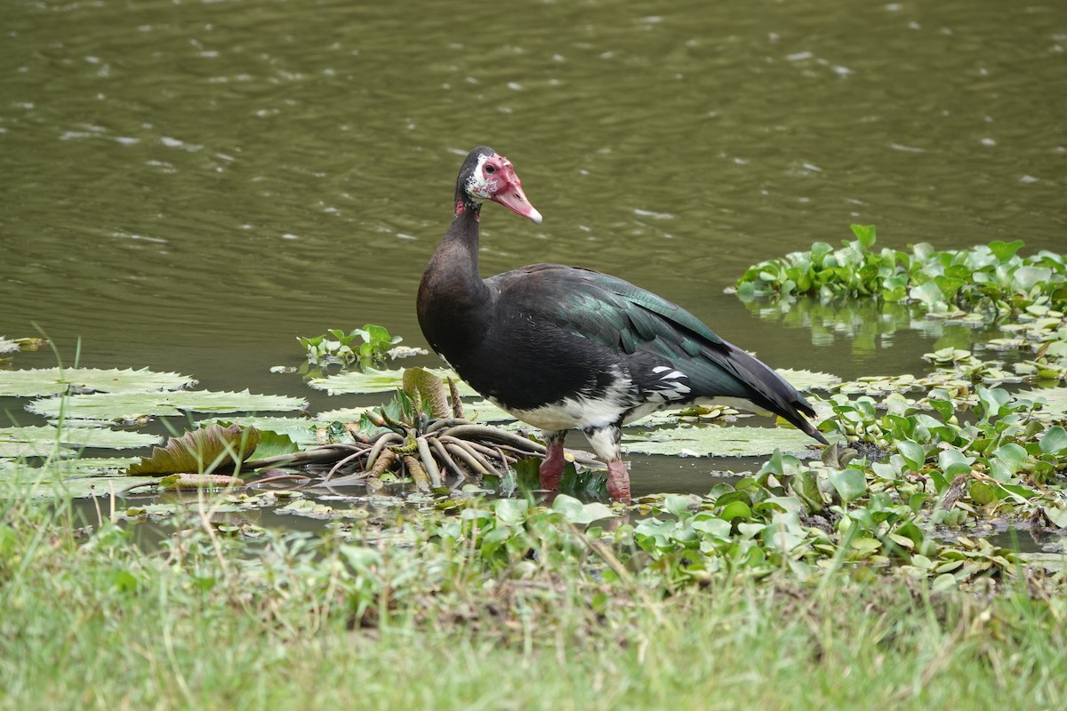 Spur-winged Goose (Northern) - ML586961801