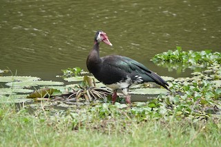 Spur-winged Goose (Northern), ML586961801