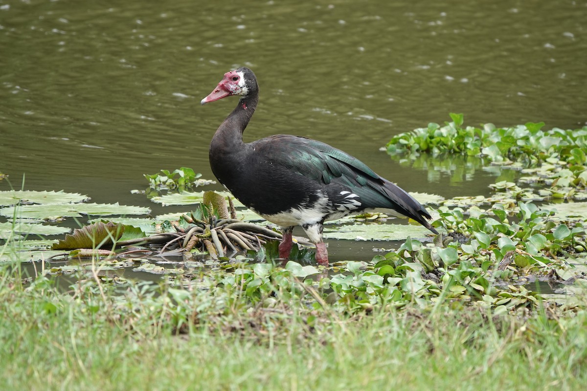 Spur-winged Goose (Northern) - ML586961811