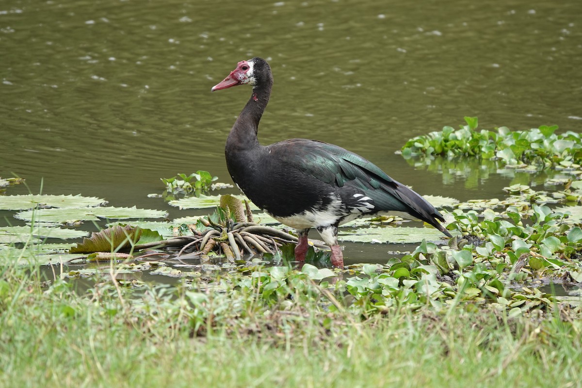 Spur-winged Goose (Northern) - Howard Laidlaw