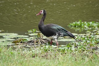 Spur-winged Goose (Northern), ML586961821