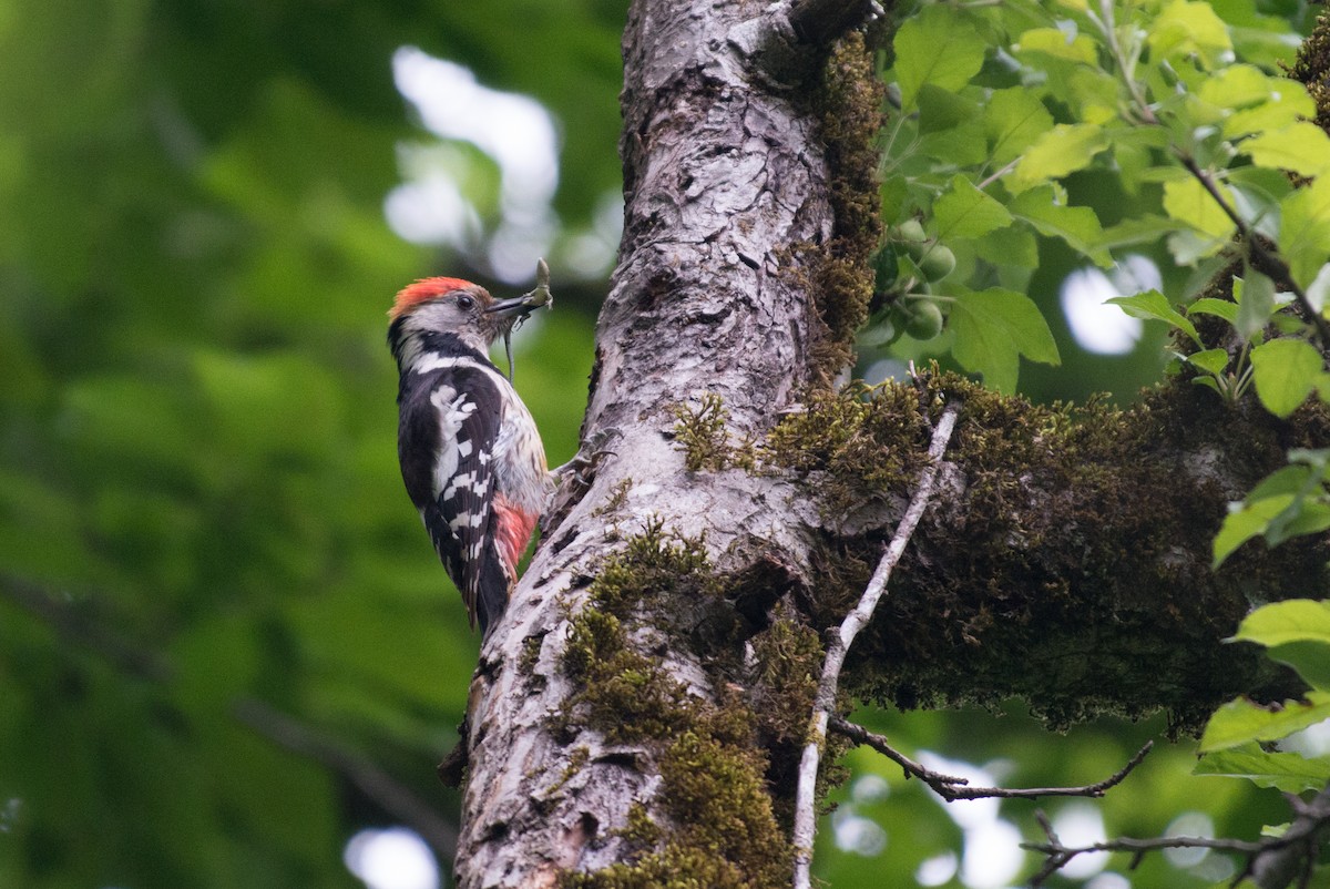 Middle Spotted Woodpecker - ML58696451