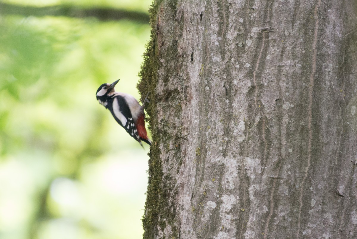 Great Spotted Woodpecker - ML58696491