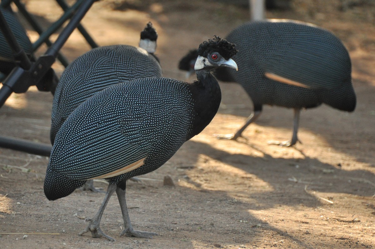 Southern Crested Guineafowl - ML586970001