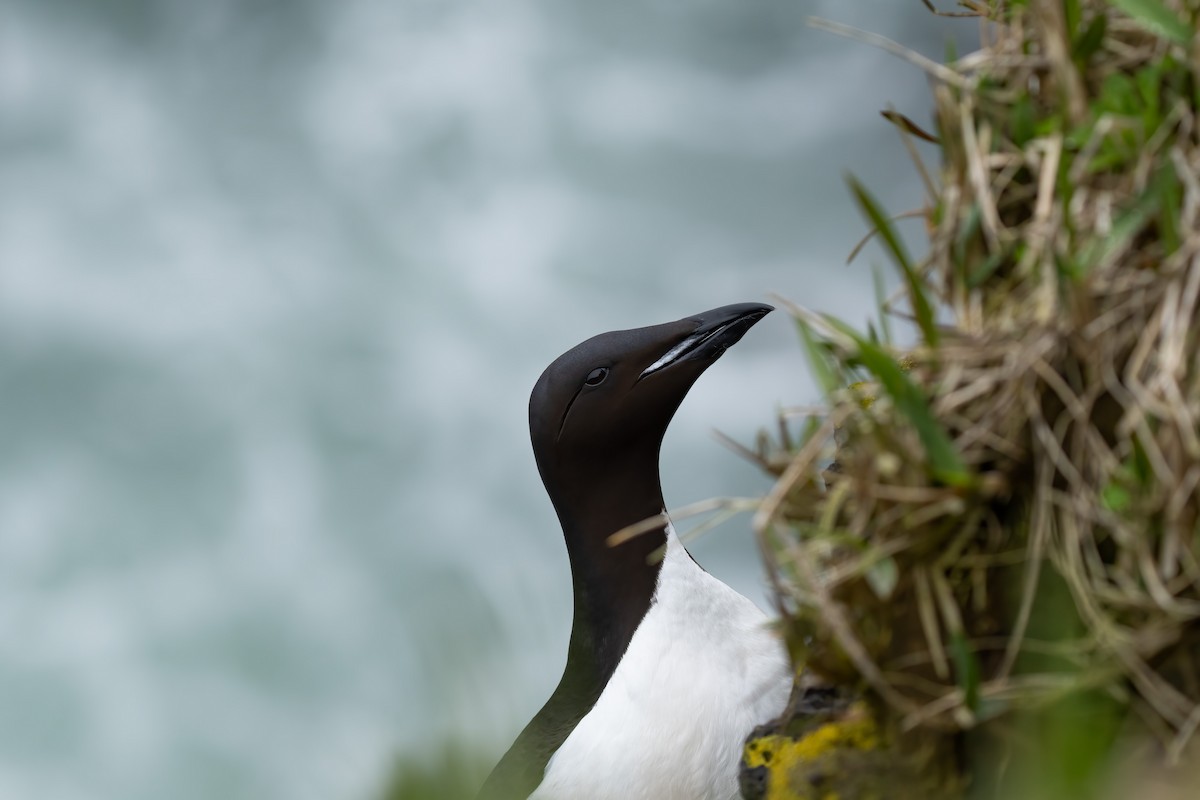 Thick-billed Murre - ML586970391