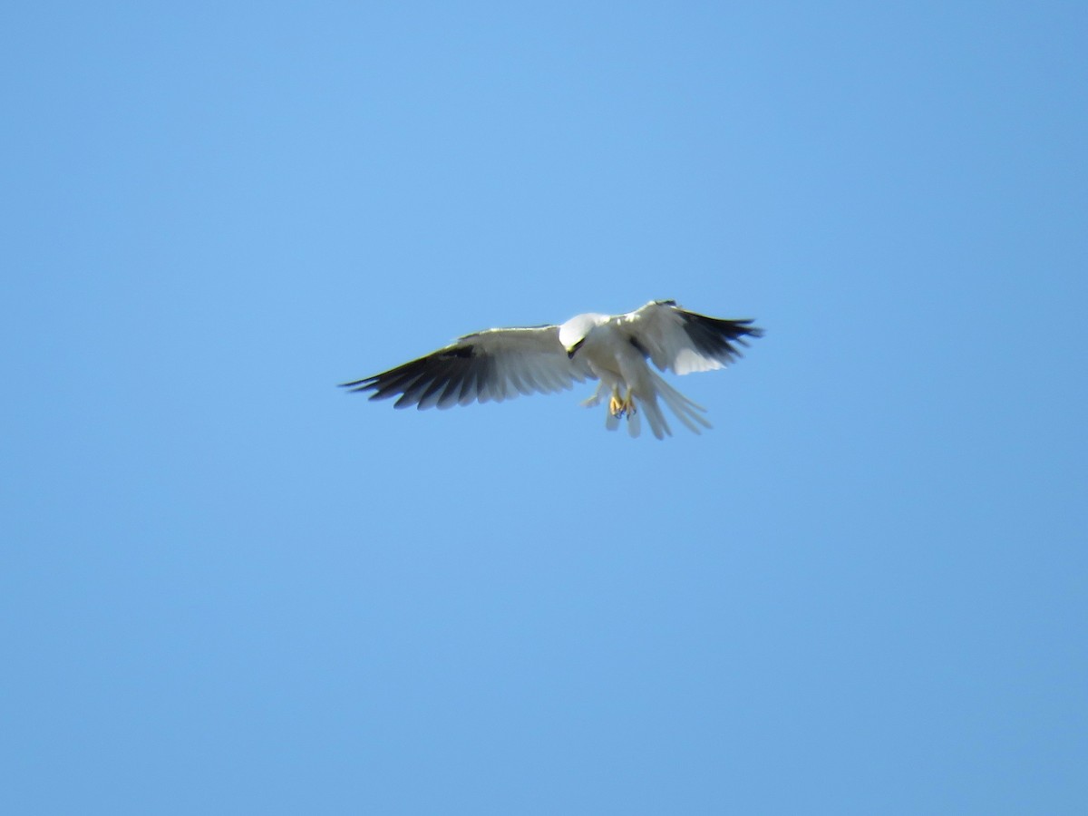 White-tailed Kite - ML58697111